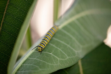 monarch caterpillar on a leaf