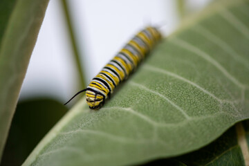 monarch caterpillar on a leaf