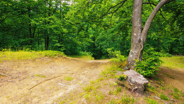 forest path through wild countryside landscape. outdoor recreation and park visit