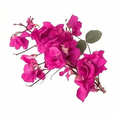 Fototapeta premium Blooming branches, pink red-purple flowers, and inflorescence of bougainvillea isolated on white background