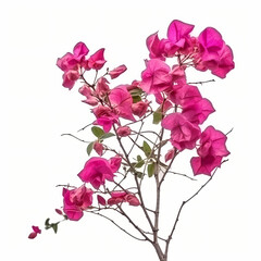 Fototapeta premium Blooming branches, pink red-purple flowers, and inflorescence of bougainvillea isolated on white background