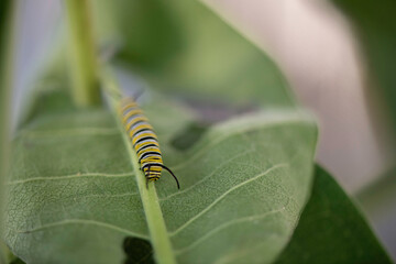 monarch caterpillar on a leaf