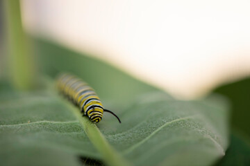 monarch caterpillar on a leaf