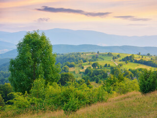 Fototapeta na wymiar sunset over the rural valley. trees, fields and meadows on rolling hills. beauty of mountainous carpathian countryside