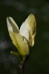 Magnolie © Kasia R.