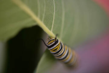 monarch caterpillar on a leaf