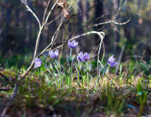 flowers in the forest
