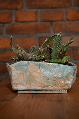 Kaktusy w doniczkach © Kasia R.