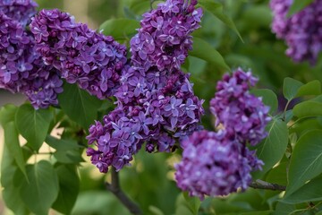 lilac flowers in the garden