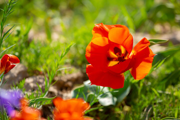 Fototapeta premium Wild Red Data Book tulips Greig in the fields of Kazakhstan. Spring flowers under the rays of sunlight. Beautiful landscape of nature. Hi spring. Beautiful flowers on a green meadow.