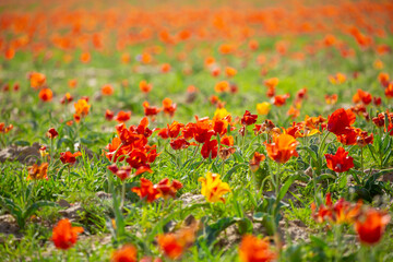 Wild Red Data Book tulips Greig in the fields of Kazakhstan. Spring flowers under the rays of sunlight. Beautiful landscape of nature. Hi spring. Beautiful flowers on a green meadow.