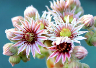 close up of a flower