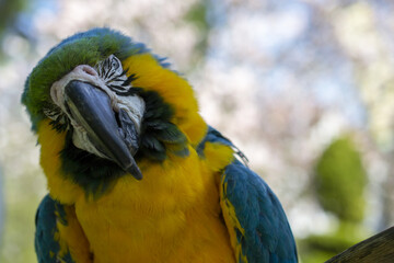 Blue-and-Yellow Macaw . Ara Ararauna. Parrot. 