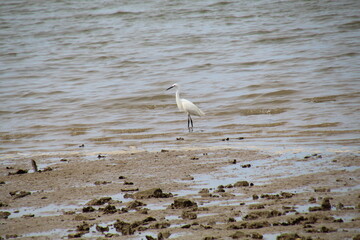 heron on the beach