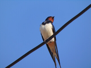 A swallow sits on a power line in Maramures county, Romania