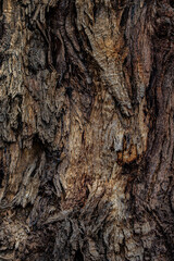 bark of a tree