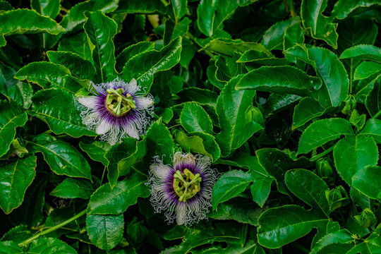 Pasiflora flowers on a bush