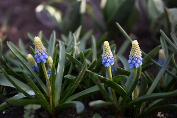 Szafirki © Kasia R.