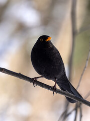 common blackbird male on small dark branch