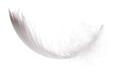detailed goose light grey feather on white