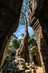 Fototapeta na wymiar Angkor Wat Temple - Cambodia old Tree in Building