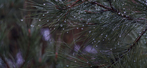 water on spruce needles