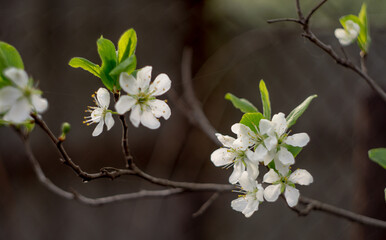 tree blossom branch with white flowers in spring