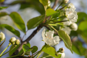 blooming pear tree in spring