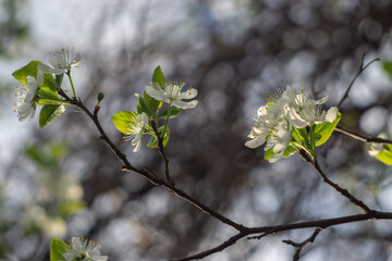 spring in the park, branch with flowers on tree