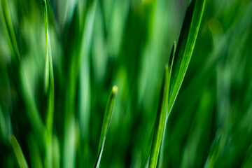 Fototapeta na wymiar close up of green grass background