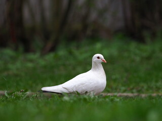 White dove on green grass