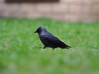 Jackdaw on green grass