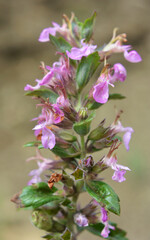 Teucrium chamaedrys grows in nature in summer