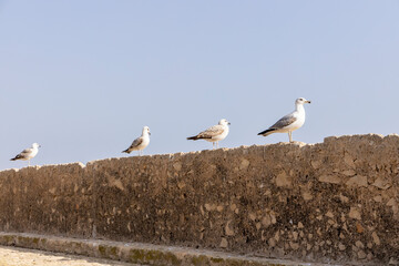 Seagulls on a stone against the background of the sky in the sun. Seagull sits on the fortress wall against the background of the mediterranean sea. Copy space. Peaceful nature. Alicante, Spain.