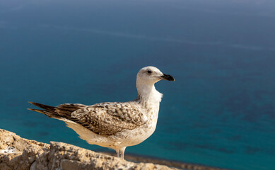 Seagull on a stone against the background of the sea in the sun. Seagull sits on the fortress wall against the background of the mediterranean sea. Copy space. Peaceful nature. Alicante, Spain.
