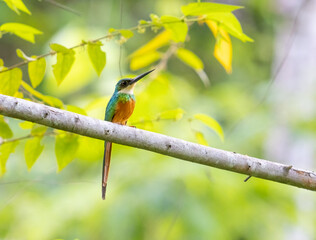 A Rufous-tailed Jacamar perched on a tree