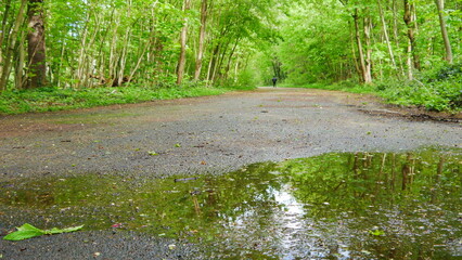 Grosse flaque d'eau après passage de pluie, dans une zone forestière de verdure et humide, sous...