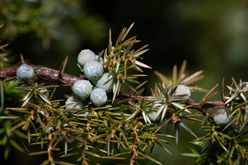 Close up of a juniper branch in spring. It has rained and drops of water are hanging on the prickly branch. The berries are still light green.