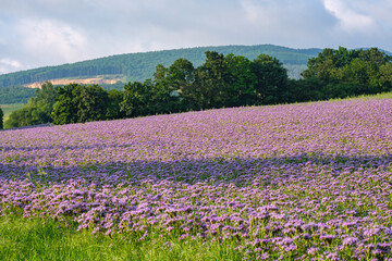 lilac field of facelia, flowers. Sunset over a violet field. Facelia in the field. Honey culture.