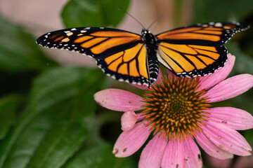 Fototapeta na wymiar monarch butterfly on flower equnasha
