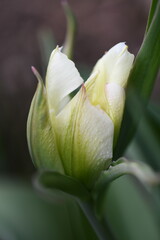 Tulipany białe