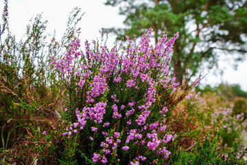 Obraz premium Close up of heather growing in the countryside