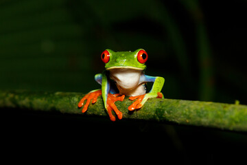 Red-eyed tree frog costa rica
