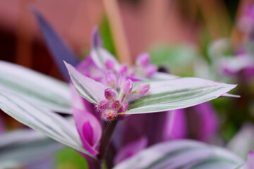 Variegated Flowering inch plant