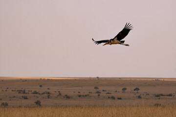 African Marabou in flight over the savannah in Masai Mara, Kenya, Africa