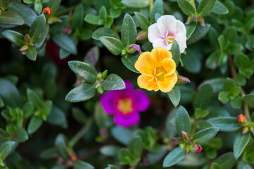 Obraz premium Blooming colorful flowers and green leaves