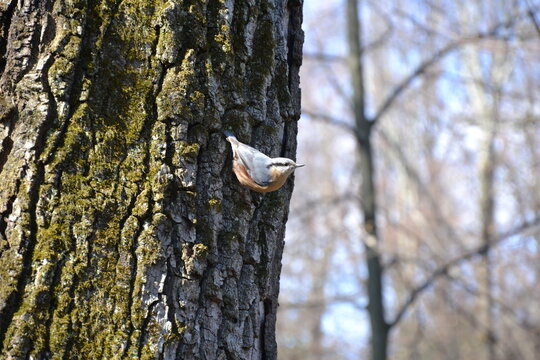 A white-breasted nuthatch coming down a tree head first like all the the species of this family of birds. 