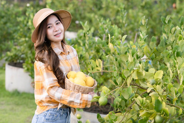 Young beautiful asian farmer woman in yellow scot shirt holding lemon basket and looking at camera...