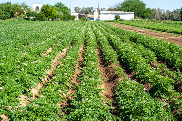 Hileras de plantas de patata en un campo de cultivo.