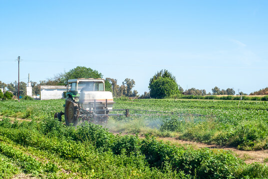 Viejo tractor con una cuba, fumigando un campo de patatas en un d&iacute;a soleado.